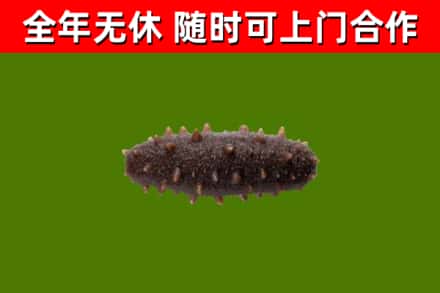 清水县回收海参干